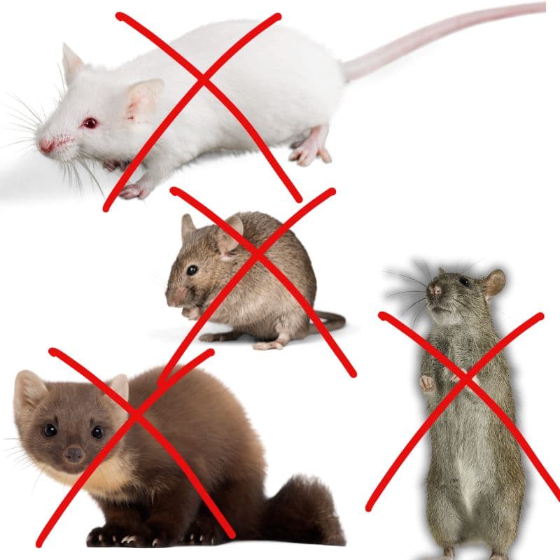 A6_tds0710_Odstraszacz gryzoni DUALSONIC